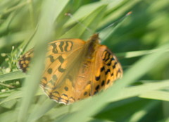 Argynnis adippe