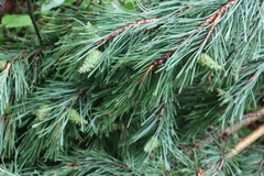 Pinus sylvestris
