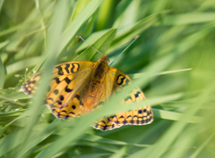 Argynnis adippe