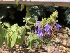 Nepeta sibirica
