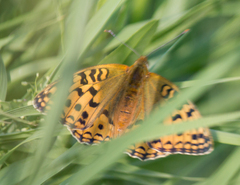 Argynnis adippe