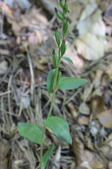Cephalanthera damasonium