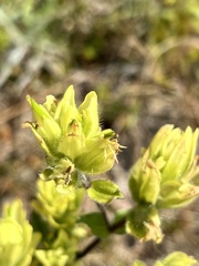 Castilleja unalaschcensis