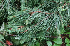 Pinus sylvestris