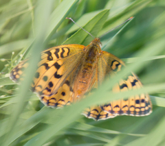 Argynnis adippe