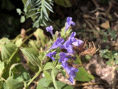 Nepeta sibirica