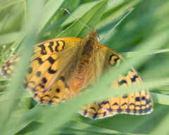 Argynnis adippe