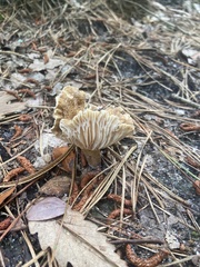 Lactifluus gerardii