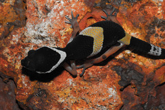 Eublepharis