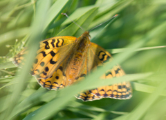 Argynnis adippe