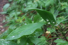 Convallaria majalis