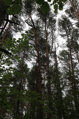 Pinus sylvestris