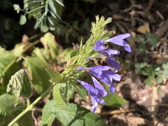 Nepeta sibirica