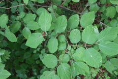 Lonicera xylosteum