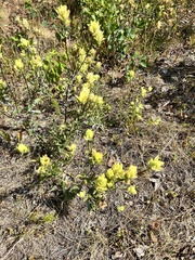 Castilleja unalaschcensis