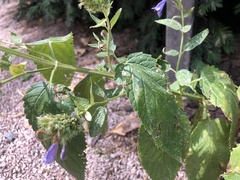 Nepeta sibirica