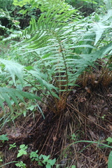 Dryopteris filix-mas