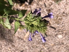Nepeta sibirica