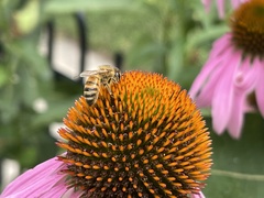 Apis mellifera