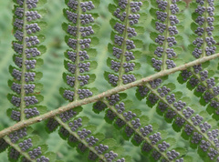Dryopteris filix-mas