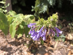 Nepeta sibirica