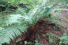 Dryopteris filix-mas