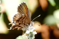 Cacyreus marshalli
