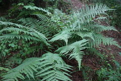 Dryopteris filix-mas