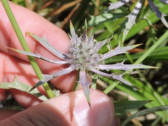 Eryngium hookeri