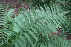 Dryopteris filix-mas