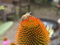 Apis mellifera