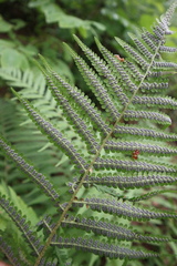 Dryopteris filix-mas