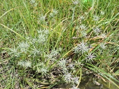 Eryngium hookeri