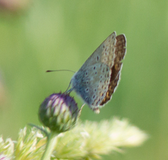 Aricia artaxerxes