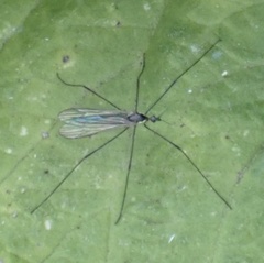 Ellipteroides
