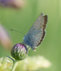 Aricia artaxerxes
