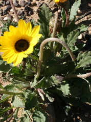 Arctotis breviscapa