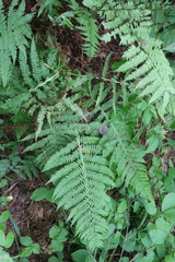 Athyrium filix-femina