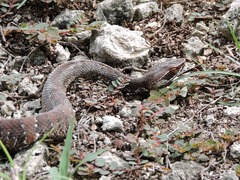 Agkistrodon russeolus