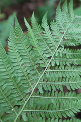 Athyrium filix-femina