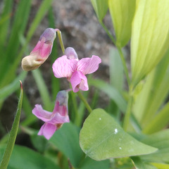 Lathyrus linifolius