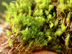 Takakia