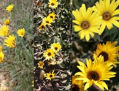 Arctotis bellidifolia