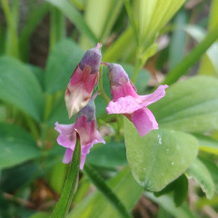Lathyrus linifolius