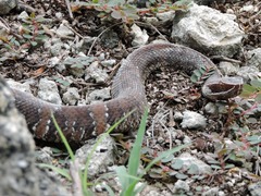 Agkistrodon russeolus