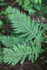 Athyrium filix-femina