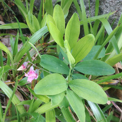 Lathyrus linifolius