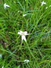 Rhynchospora colorata image