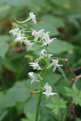 Platanthera chlorantha