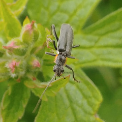 Cantharis